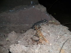 Rhinella granulosa