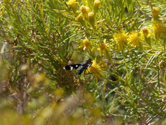 Hyperalonia morio morio