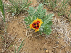 Glaucium corniculatum