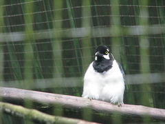 Cyanocorax mystacalis