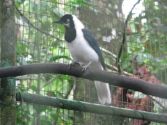 Cyanocorax mystacalis