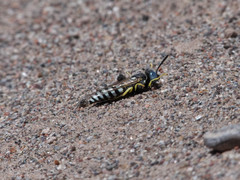 Microbembex patagonica
