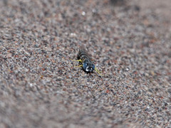 Microbembex patagonica