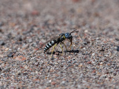 Microbembex patagonica