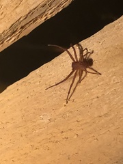 Araneae