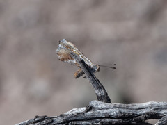 Sertania guttata