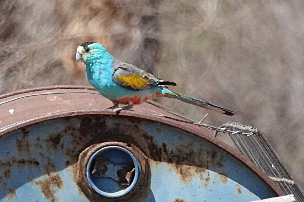 Anthill Parrots and Allies