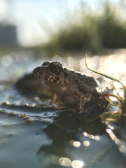 Fejervarya kawamurai
