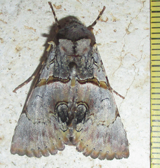 Thiacidas roseotincta