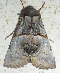 Thiacidas roseotincta