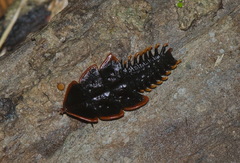 Platerodrilus paradoxus