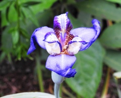 Trimezia liebmannii
