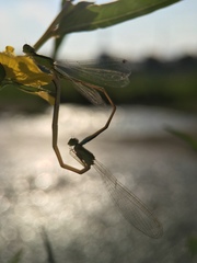 Ischnura asiatica