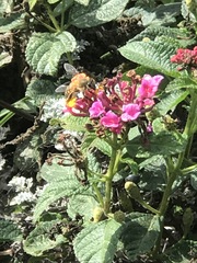 Apis mellifera