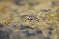 Neogerris hesione