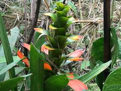 Tillandsia imperialis