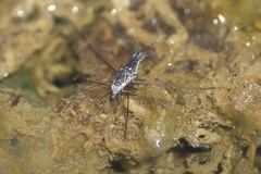 Neogerris hesione