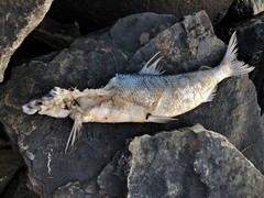 Coregonus clupeaformis