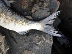 Coregonus clupeaformis
