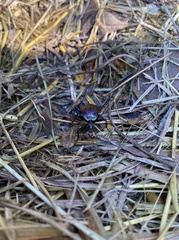 Scaphinotus elevatus