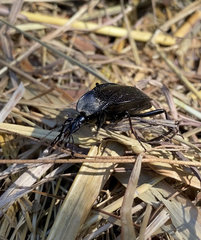 Scaphinotus elevatus