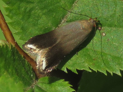 Anacampsis nonstrigella