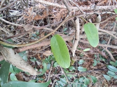 Smilax glabra