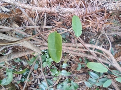 Smilax glabra