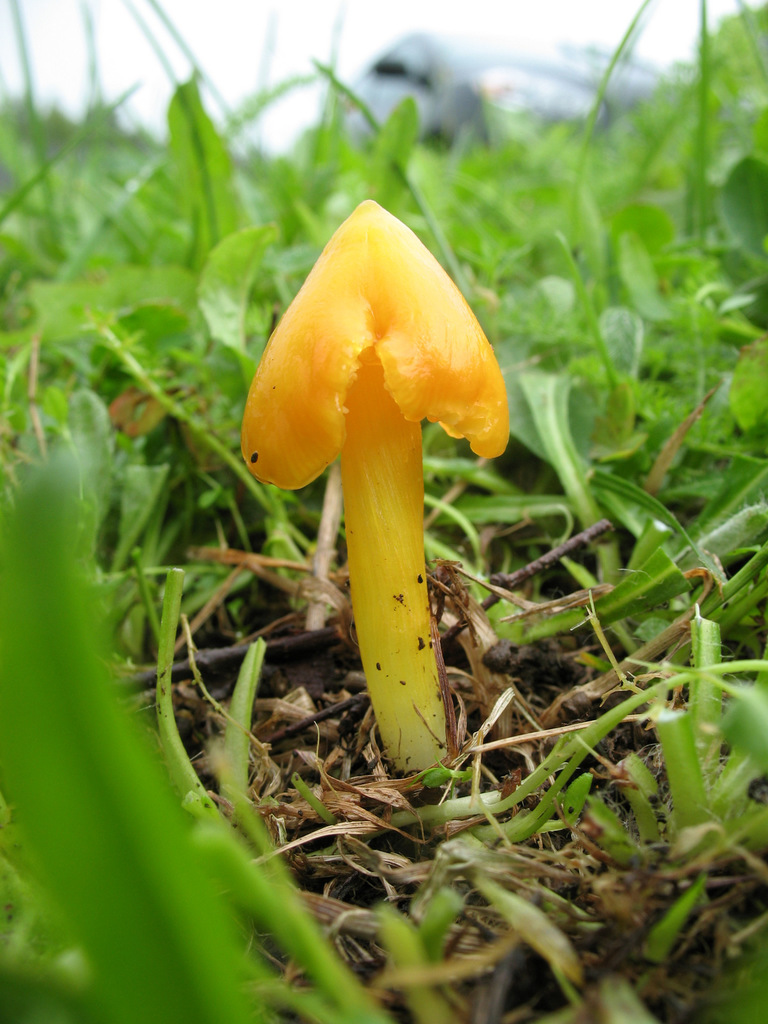 Persistent Waxcap