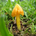 Persistent Waxcap - Photo (c) natureluvr01, some rights reserved (CC BY)