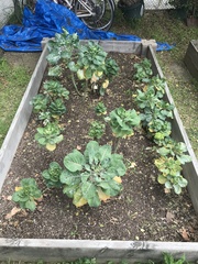 Brassica oleracea gemmifera