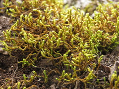 Selaginellaceae