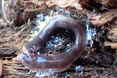 Arthurdendyus triangulatus