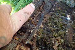 Arthurdendyus triangulatus