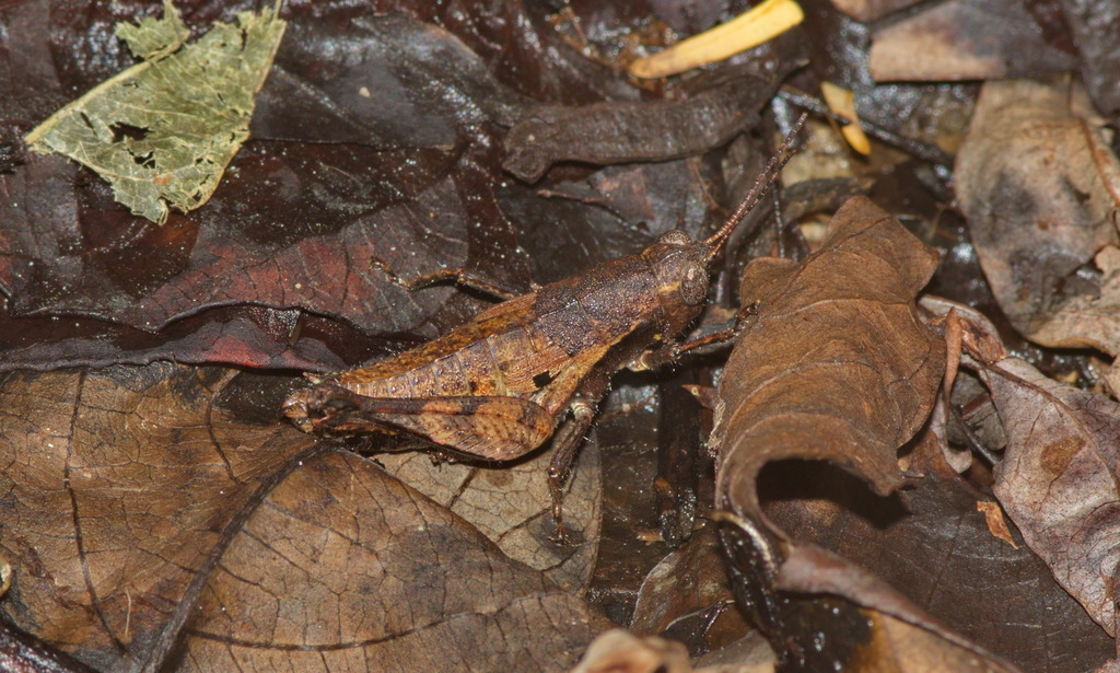 Sedulia