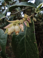 Vaccinium mandarinorum