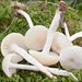 Cuphophyllus virgineus - Photo (c) Amadej Trnkoczy, algunos derechos reservados (CC BY-NC-SA)