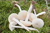 Snowy Waxcap - Photo (c) Amadej Trnkoczy, some rights reserved (CC BY-NC-SA)