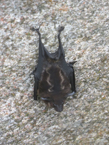 Greater Sac-winged Bat