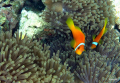 Amphiprion nigripes