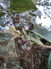 Vaccinium mandarinorum