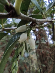 Vaccinium mandarinorum