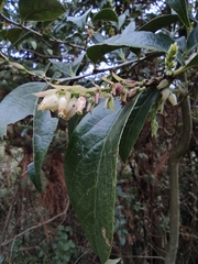 Vaccinium mandarinorum