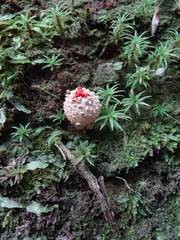 Calostoma japonicum