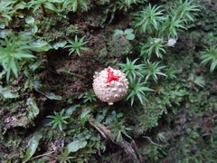 Calostoma japonicum