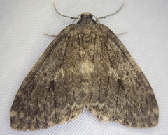 Operophtera occidentalis