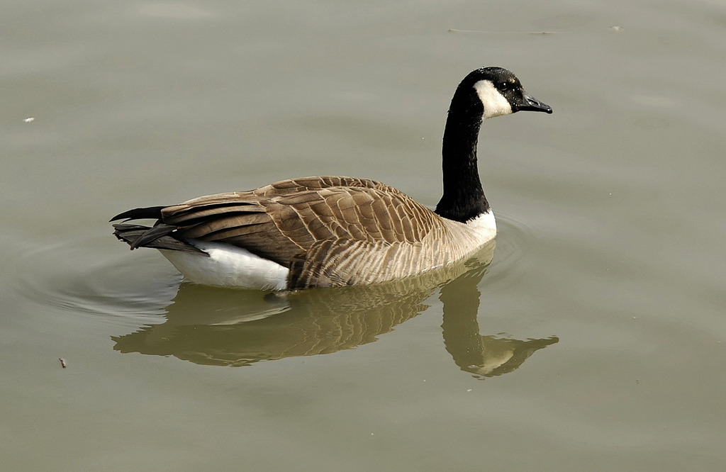 Canada goose outlet drowned bird