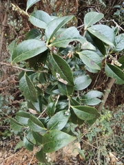 Vaccinium mandarinorum