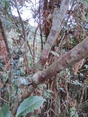 Vaccinium mandarinorum