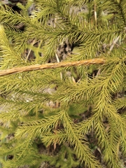 Lycopodium japonicum